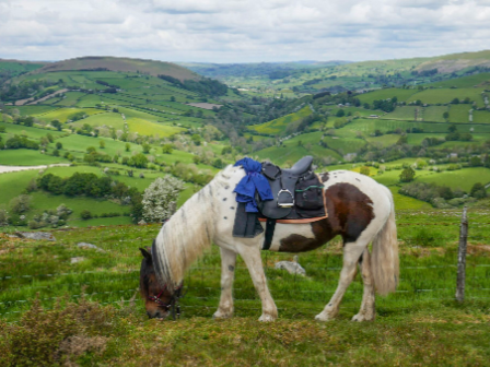 Welsh Border 4 Day Trail